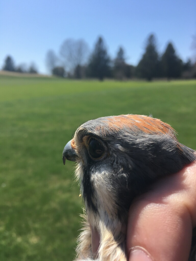Raptor Sightings | AI
