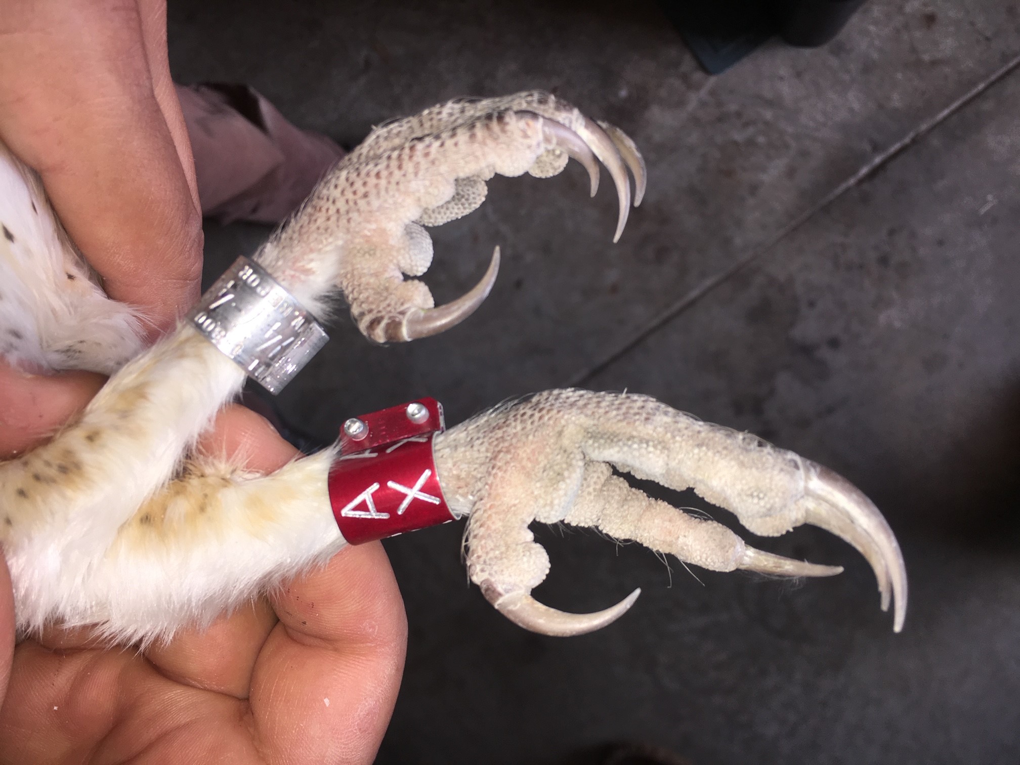 Hackling Raptor Raptor Sightings | AI