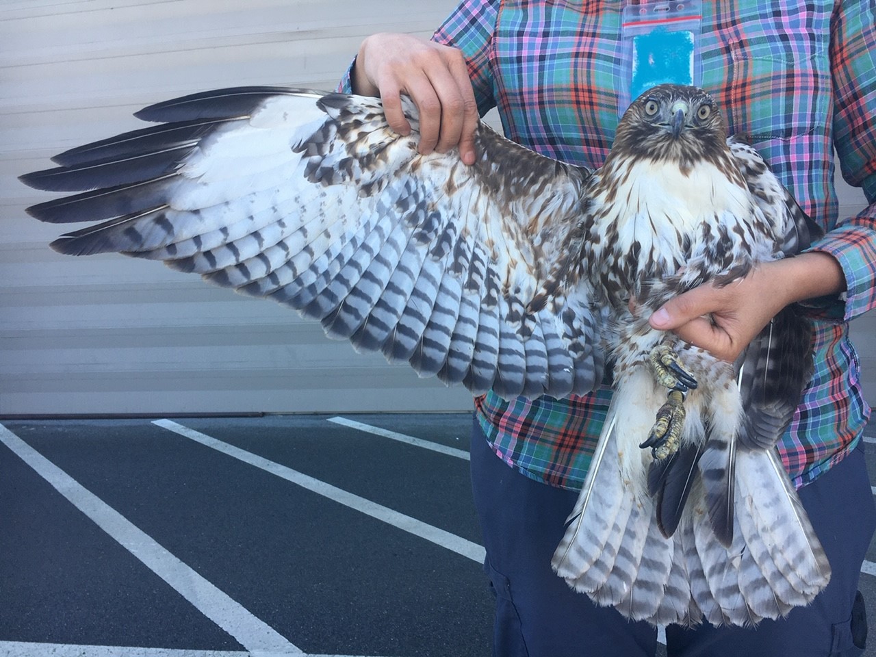 Raptor Sightings | AI